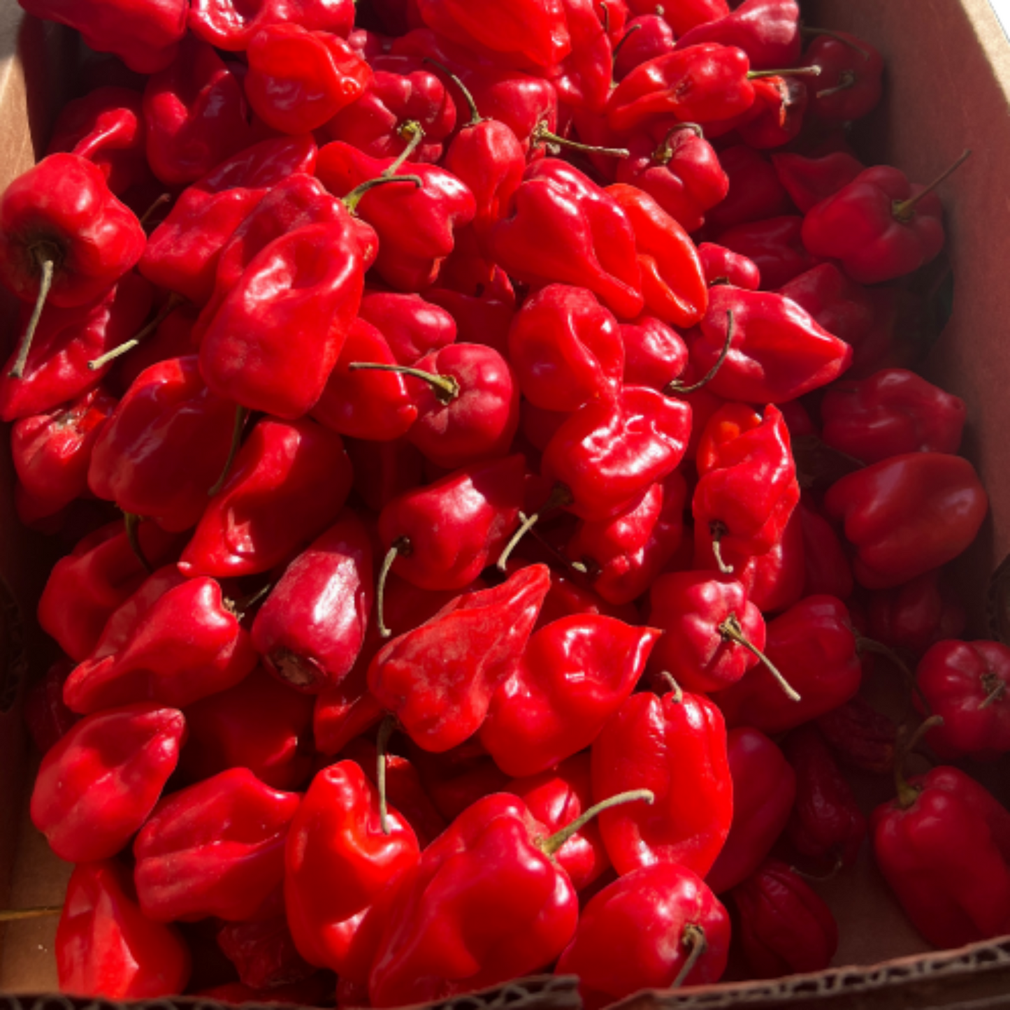 Fresh Pepper (Scotch Bonnet)
